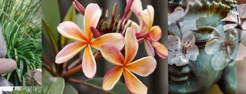 brigitte garnier massage